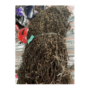 เจลลี่หญ้าสีดำสำหรับเครื่องดื่มสมูทตี้และอาหารเยลลี่หญ้าดำแบบพรีเมี่ยม - Product Image 4