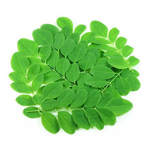 Poudre de feuilles de Moringa naturelle de qualité alimentaire, extrait végétal séché pour une alimentation et une nutrition saines, riche en vitamines - Product Image 3