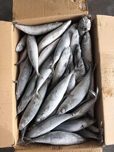 Best Prices for Fresh Pacific Herring <b>Fish</b> IQF Frozen Seafood with 12 Month Shelf Life - Product Image 3