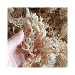 Musgo de mar irlandés dorado a granel a bajo precio, musgo de mar seco y sazonado en caja de exportación con alta calidad - Product Image 6