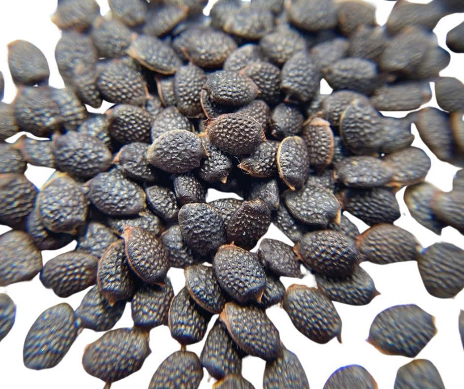 tropical fruit seeds