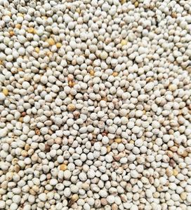 1kg Naturel prix de gros cru entier mélangé graine de périlla blanche et graine de périlla rouge brune pour oiseau - Product Image 3