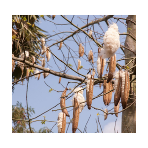 VENTE DE KAPOK POD BON MARCHÉ D'UN FOURNISSEUR VIETNAMIEN QUI SONT DE BONNE QUALITÉ/Mme Thi - Product Image 5