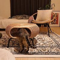 Le lit tissé naturel pour animaux de compagnie en rotin fait à la main transforme les meubles de table pour chien et chat pour une utilisation en intérieur personnalisé en gros