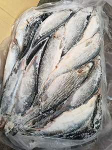 Hareng du Pacifique de haute qualité, séché et congelé, produits de la mer IQF avec une durée de conservation de 12 mois - Product Image 5