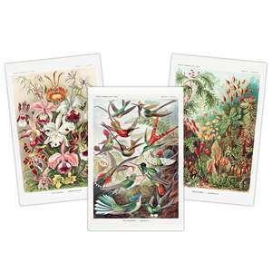 Ernst Haeckel's Art Forms of Nature <b>Poster</b> Set of 3 Paper Wall Decor - Product Image 1