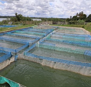 Cage flottante en HDPE bleue haute résistance personnalisée de haute qualité pour l'aquaculture de poissons (tilapia, poisson-chat, alevins) - Product Image 6