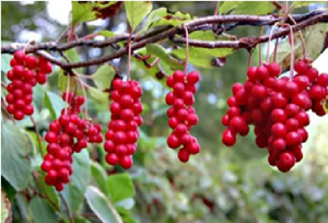 Tự nhiên & tinh khiết <span class=keywords><strong>Schisandra</strong></span> chiết xuất bột cao cấp Thảo dược bổ sung cho năng lượng, sức sống & căng thẳng hỗ trợ - Product Image 4