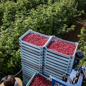 Frambuesas Rojas Frescas Premium de Primera Clase, Calidad de Exportación, Sin Semillas, Dulces, con Alto Brix 10+, Solo Venta al Por Mayor, Solo Transporte Aéreo - Product Image 6