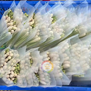 Hierba de limón IQF de alta calidad, congelada sin OGM al mejor precio, lista para exportación a granel al por mayor desde 99GD - Caryln 0084935825297 - Product Image 4