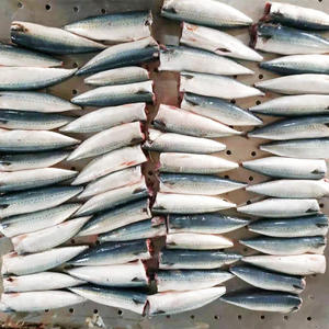 Oferta Especial: Pescado Atún Congelado de Alta Calidad, Exportadores de Atún Indio Congelado - Product Image 1