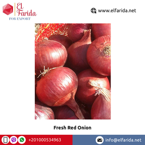 Cebollas Rojas frescas de calidad alimentaria de exportación de origen egipcio-Ampliamente vendidas naturales y deliciosas para compra a granel - Product Image 5