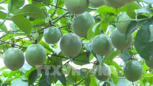 Fruta de la pasión de Vietnam, producto novedoso, alta calidad - Product Image 2