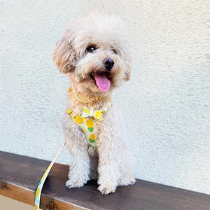 רתמת כלבים מתכווננת, סט רתמה ורצועה לכלבים קטנים, רתמה קלה ורכה לחיות מחמד, רתמה נגד חנק, רתמה נגד בריחה לחיות מחמד - Product Image 3