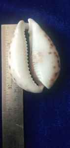Custom Made Natural tiger Cowry Cut Shells Ideal for Resale by Sea Shell Supply Stores - Product Image 5