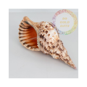 Coquilles d'escargot de trompette de qualité supérieure pour les projets de décoration et d'art côtiers | Trésors de plage naturels - Product Image 4