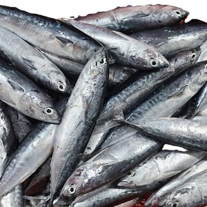 Atún Bala Entero Congelado, Marisco Fresco de Vietnam, Calidad de Exportación, IQF, Envasado al Vacío, Venta al Por Mayor a Granel, Larga Vida Útil - Product Image 6