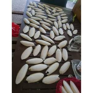 Organic Dried <b>Cuttlefish</b> bone available in bulk quantity to export - Product Image 1