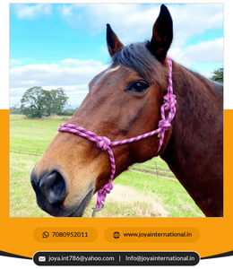 7ft <b>Lead</b> Pony Cob Full Xfull Various Colors <b>Rope</b> Halter Nylon and Leather Horse Halter with <b>Rope</b> Headstall - Product Image 2