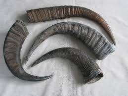 Authentique corne de buffle, pointes solides, sculptées à la main, style animal nautique, art et objet de collection en provenance d'Inde par Crafts Galore - Product Image 4