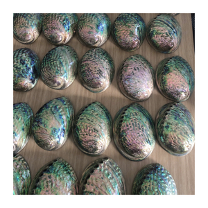Authentic Vietnam <b>Abalone</b> <b>Shell</b> with Natural Colors, Shiny <b>Abalone</b> <b>Shell</b> Wholesale Export for Jewelry and Creative Decoration - Product Image 1