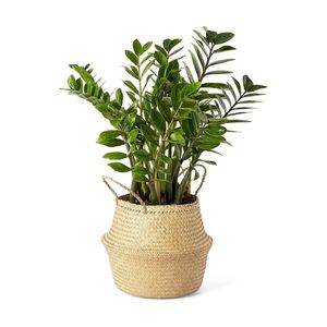 Macetas grandes de calidad para plantas de interior, cesta de Jacinto para horno, cesta - Product Image 1