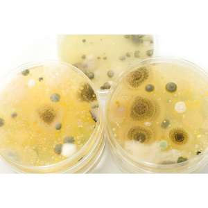 Agar granulado OEM personalizable Difco - Product Image 1