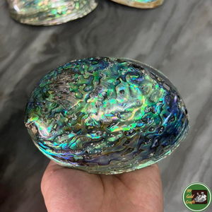 Décoration en coquillages naturels, matériau en coquillages pour la décoration intérieure, souvenirs et production artisanale en provenance du Vietnam - Product Image 2