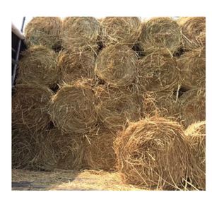 Hierba de paja de arroz para la venta forraje animal exportadores profesionales de alta calidad de Vietnam - Product Image 6