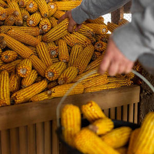 Maíz Amarillo Orgánico a Granel, Sin GMO, Granos de Maíz Secos de Primera Calidad, Alimento para Animales, Aves de Corral y Ganado, Exportación - Product Image 1