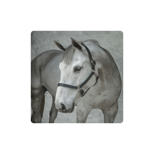 Produits pour chevaux personnalisés styliste tête de cheval licou en cuir rembourré de l'Inde pliée - Product Image 1