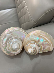 Coquillage poli décoratif naturel océan Shell Vietnam Source pour l'artisanat décor de maison et de jardin coquillage matériaux d'artisanat uniques - Product Image 5