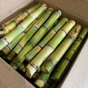 Hojas de yuca congeladas de alta calidad listas para la industria alimentaria y la restauración - Product Image 2