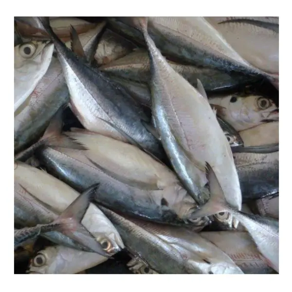Frischer gefrorener pazifischer Makrelen fisch Beste Qualität bei Wlalesale Niedriger Preis