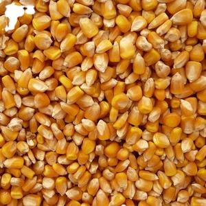 New Crop Non GMO Yellow Corn Maize for Human and Animal Feed