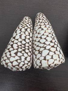 Fournitures de décoration et de bijoux côtiers de coquilles de cône tachetées authentiques sur mesure. Création unique en son genre formée par la vie marine - Product Image 3