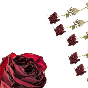 Flor de rosa roja seca | Utilizada en tónicos tradicionales para la piel - Product Image 4