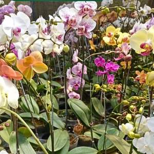 Plateau de semis d'orchidées en plastique de haute qualité, 12 trous |   Plateau de germination pour orchidées, léger, écologique et durable - Product Image 5