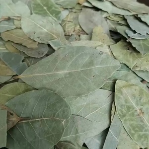 ลอเรลแห้งทั้งสีเขียวรสชาติอาหาร50กก. - Product Image 6