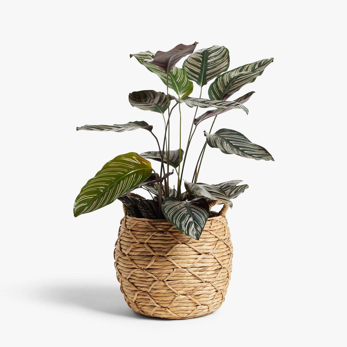 ธรรมชาติ