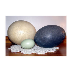 Huevos Frescos de Avestruz para Incubación al por Mayor, Listos para Pedidos de Gran Volumen y Envío Rápido - Product Image 6