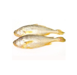 ปลาคร็อกเกอร์เหลืองแช่แข็งราคาถูกที่สุด - Product Image 1