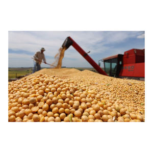 Suministro a granel de soja seca sin OGM exportada con alto contenido proteico - Product Image 6