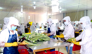 Gelée d'aloe vera blanche pour tambour d'emballage, pâte de dés d'aloe vera frais du Vietnam avec un bon prix et une livraison rapide - Product Image 6