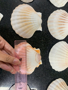 เปลือกหอยเวียดนามที่คัดสรรแล้ว: ตัวเลือกจำนวนมากสำหรับผู้ซื้อขายส่ง - Product Image 5