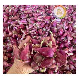 EXPORT STANDARD <b>DRIED</b> SHALLOT PURPLE <b>ONION</b> FROM VIETNAM FOR GLOBAL IMPORTERS AND DISTRIBUTORS - Product Image 6