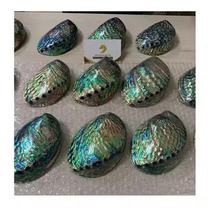 Vietnam Origin Raw Polished Abalone Shell Wholesale Mother of Pearl Craft and Jewelry <b>Supply</b> Shell - Product Image 2