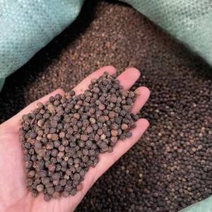 PIMIENTA NEGRA 500GL 550GL Vietnam seco Pham Gia - Product Image 4