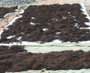 SARGASSUM SÉCHÉ ALGUES TRÈS NUTRIEUX POUR ENGRAIS BON PRIX ALGUES SARGASSUM - Product Image 5