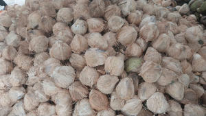 Noix de coco fraîche semi-décortiquée à haute teneur en huile et apparence propre, meilleur choix pour l'exportation culinaire et alimentaire - Product Image 5